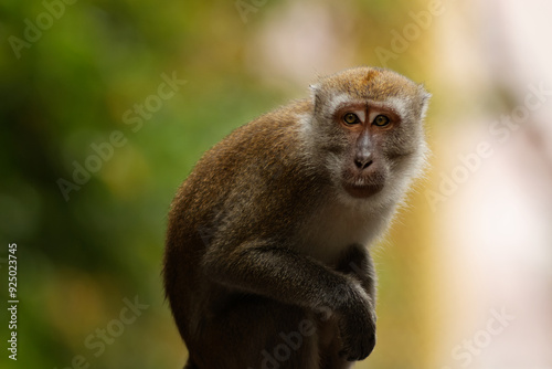 Portrait of a macaque monkey