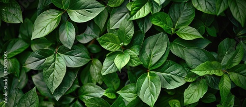 Nature background with lush green leaves providing copy space image