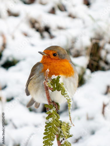 Photography robin in snow