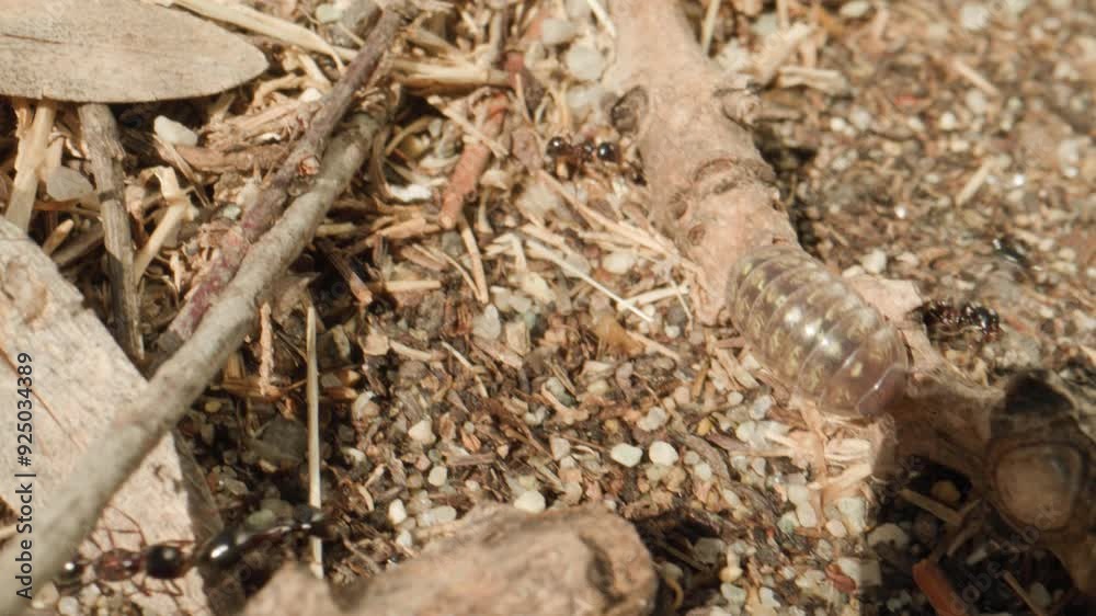 cloporte fourmilière