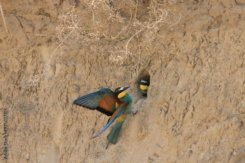 European Bee-eater feeding its young baden wuerttemberg germany photo