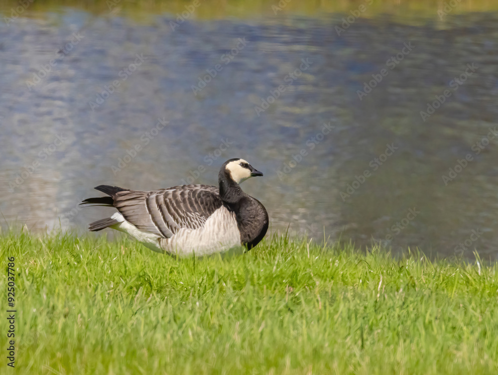 Barnacle Goose At Water's Edge