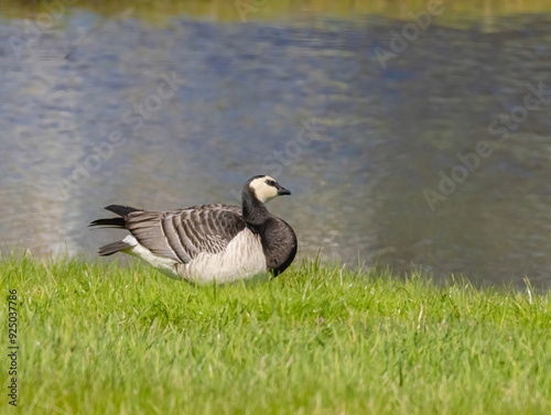 Barnacle Goose At Water's Edge photo