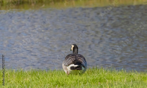 Barnacle Goose At Water's Edge photo