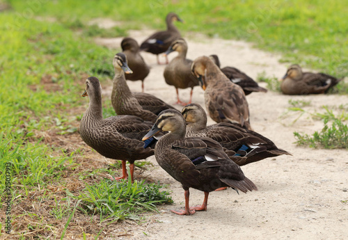 A group of spotbill ducks are standing and sitting on land besides Gwangokji Pond near Siheung-si, South Korea photo