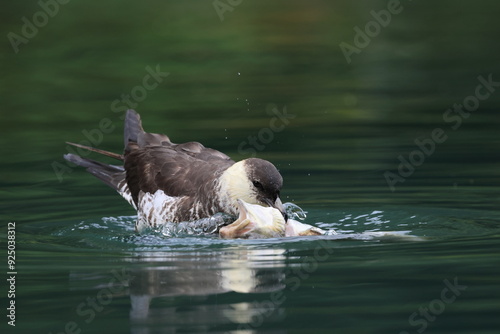 pomarine jaeger (Stercorarius pomarinus) resting on migration in bad urach germany photo