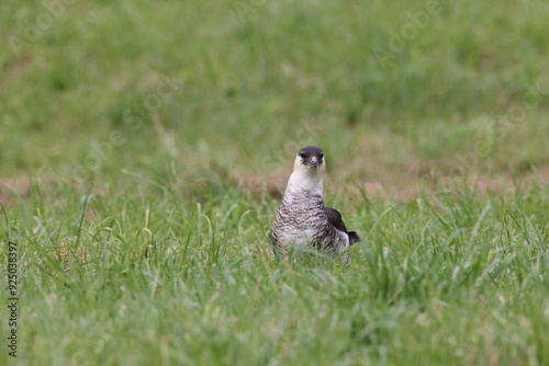 pomarine jaeger (Stercorarius pomarinus) resting on migration in bad urach germany photo