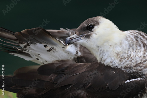 pomarine jaeger (Stercorarius pomarinus) resting on migration in bad urach germany photo