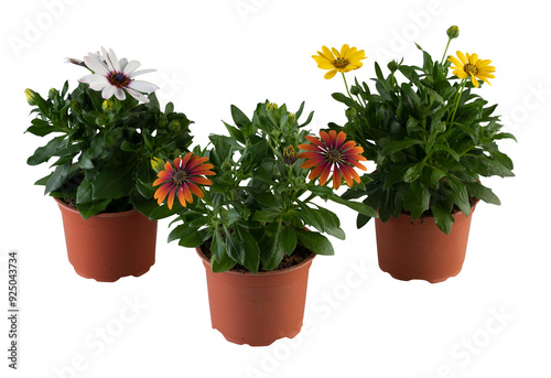 Osteospermum African Daisy fresh flowers in pots cut out isolated transparent background