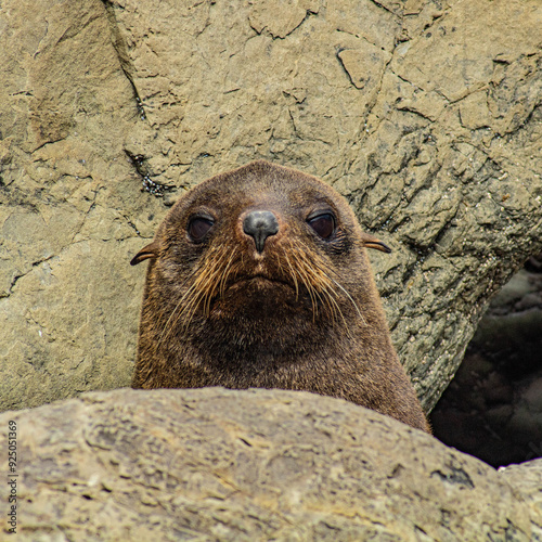 Welcome to New Zealand wildlife : Sea lions photo