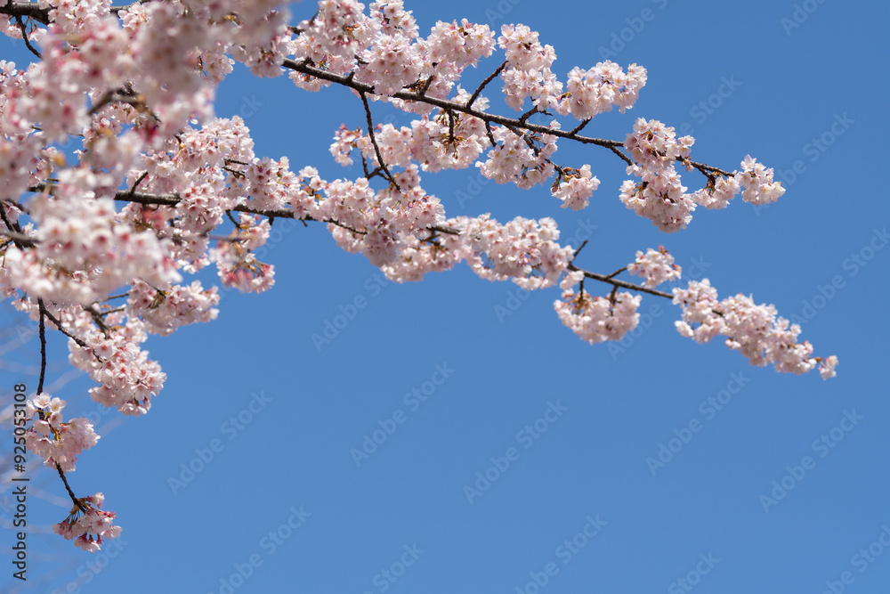 Cherry blossoms are delicate, pale pink or white flowers that bloom briefly in spring, symbolizing the fleeting beauty of life. Their soft petals create a dreamy landscape. Cherry blossoms are delicate, pale pink or white flowers that bloom briefly in spring, symbolizing the fleeting beauty of life. Their soft petals create a dreamy landscape.