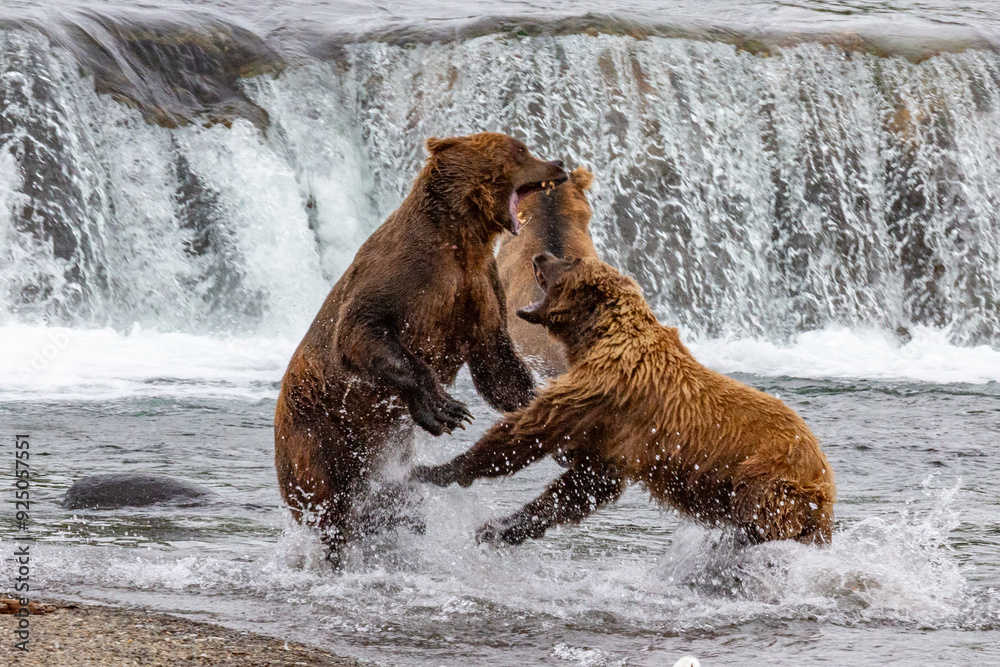 Katmai National Park - Bears and Salmon at Brooks Falls Katmai National Park - Bears and Salmon at Brooks Falls