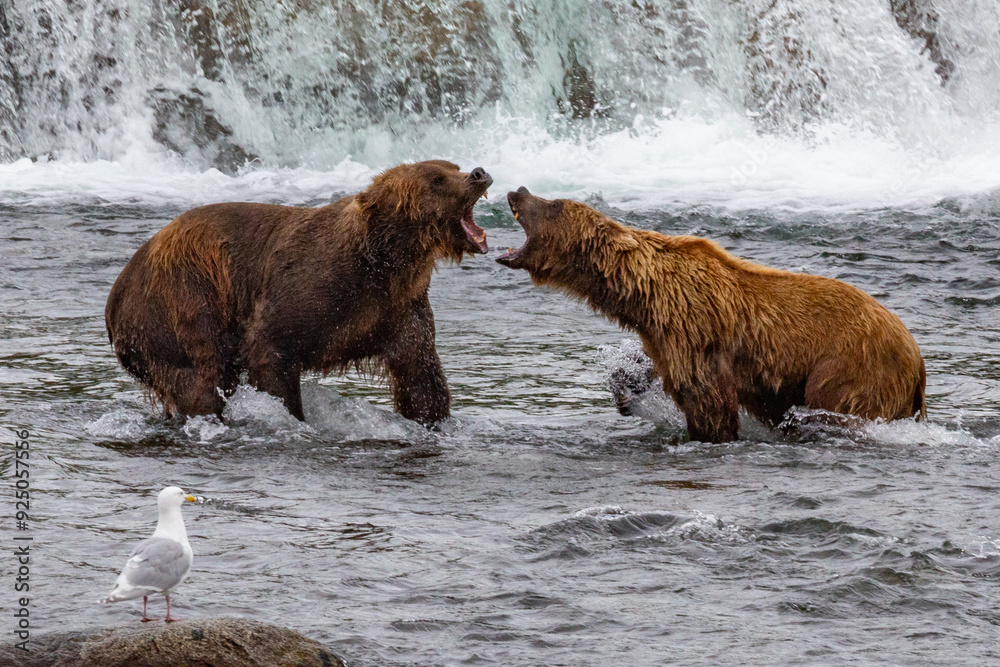 Katmai National Park - Bears and Salmon at Brooks Falls Katmai National Park - Bears and Salmon at Brooks Falls