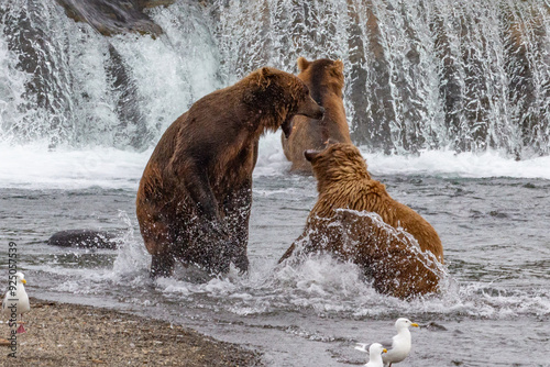 Katmai National Park - Bears and Salmon at Brooks Falls photo