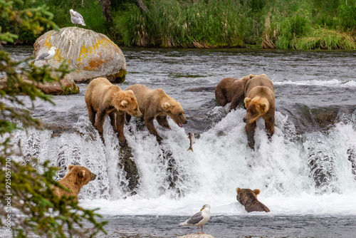 Katmai National Park - Bears and Salmon at Brooks Falls photo