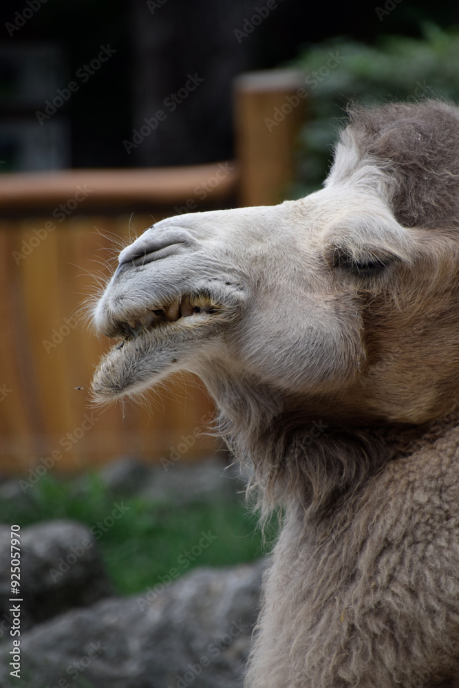 Fototapeta premium portrait of a camel