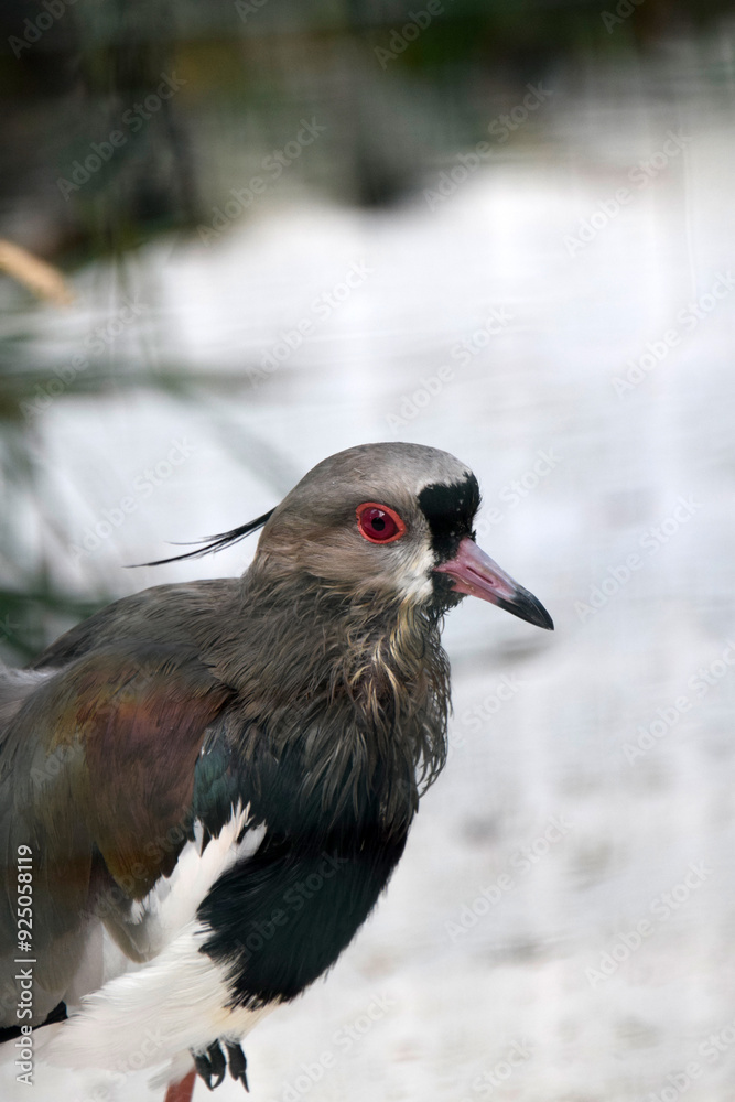 Naklejka premium southern lapwing