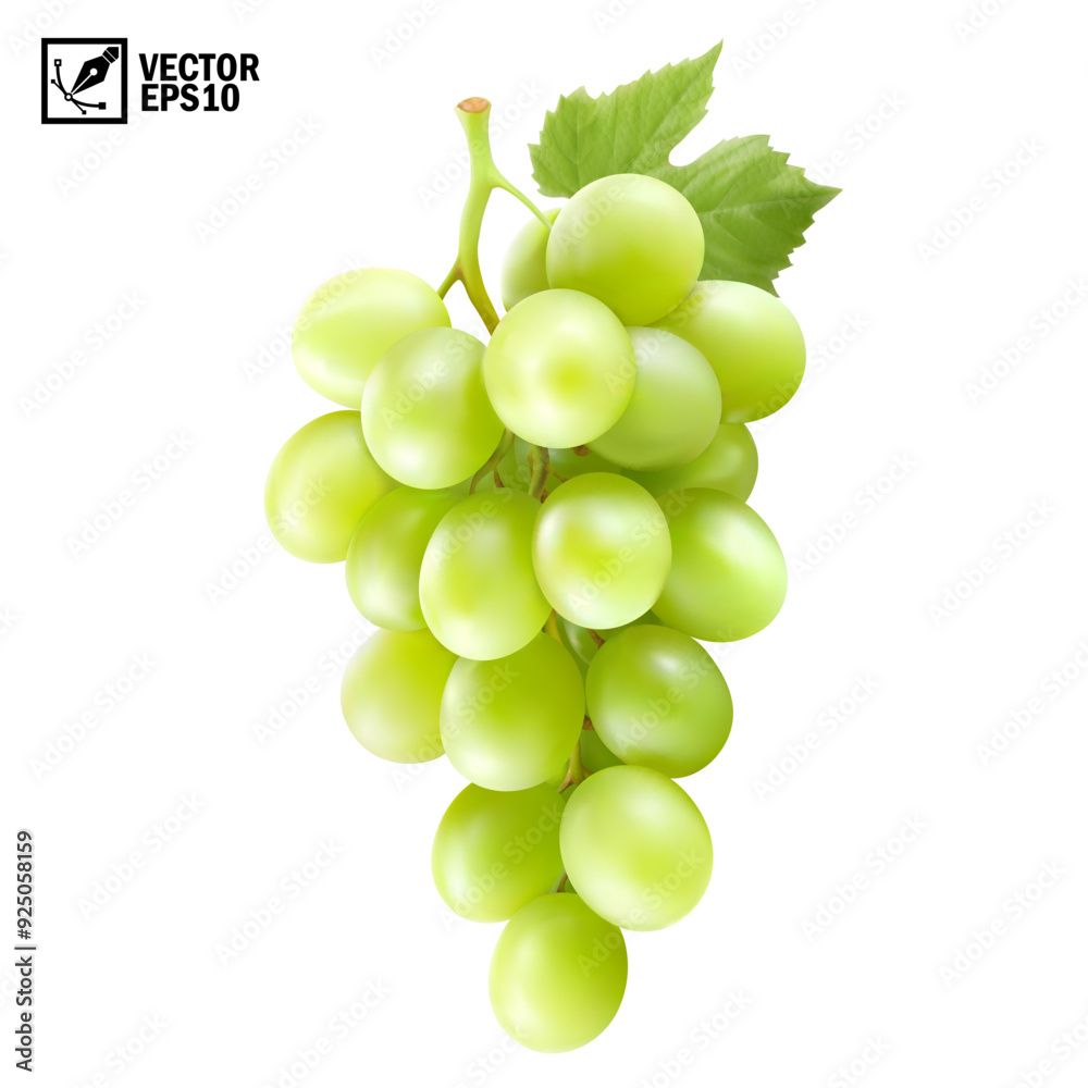 Realistic transparent isolated vector branch of green grapes Realistic transparent isolated vector branch of green grapes