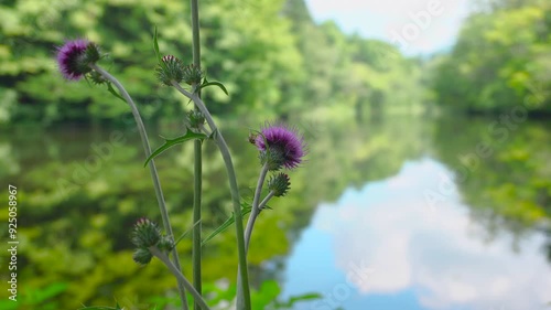 軽井沢の雲場池とアザミの花