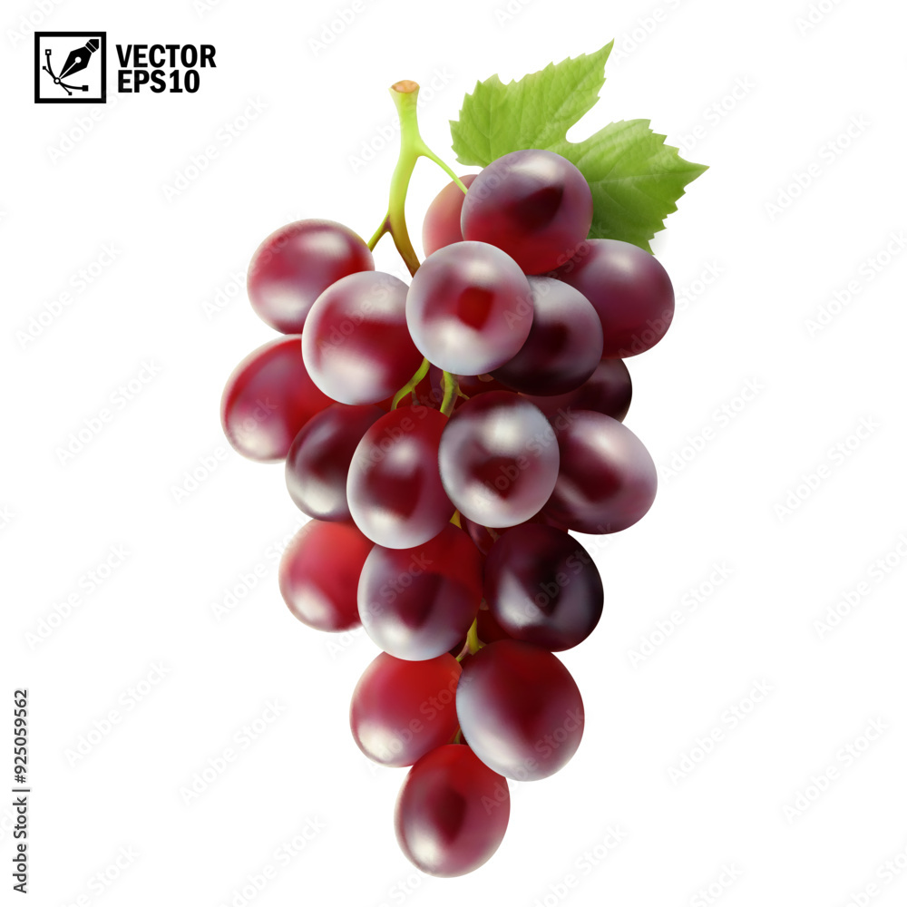 Fototapeta premium Realistic transparent isolated vector branch of red grapes