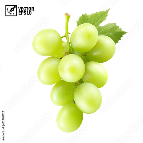 Realistic transparent isolated vector branch of green grapes