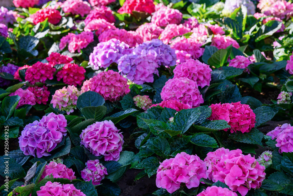 Blooming Hydrangeas flowers in the garden at Chiang Mai, Thailand. Blooming Hydrangeas flowers in the garden at Chiang Mai, Thailand.