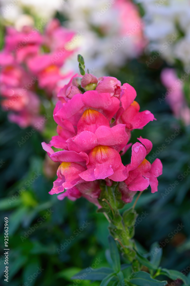 Antirrhinum majus dragon flower also known as Snap Dragons is blooming in the garden. Antirrhinum majus dragon flower also known as Snap Dragons is blooming in the garden.