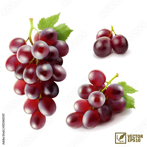 Realistic transparent isolated vector set branch of red grapes