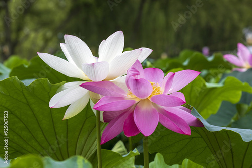 Summer view of pink and white lotus flowers with green leaves on Gungnamji Pond near Buyeo-gun, South Korea photo