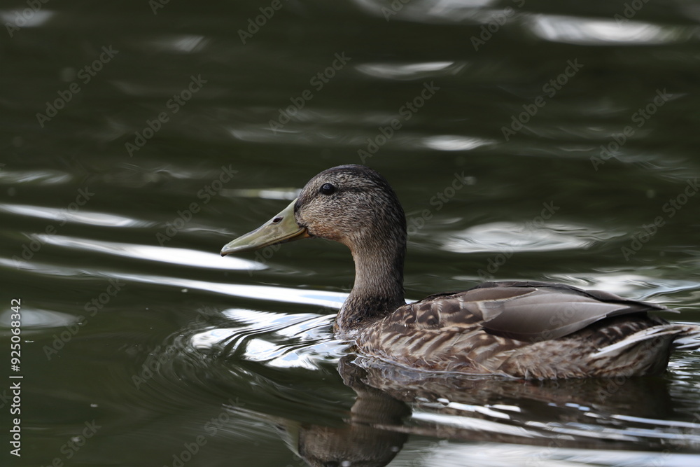 Wild ducks in a city pond Wild ducks in a city pond