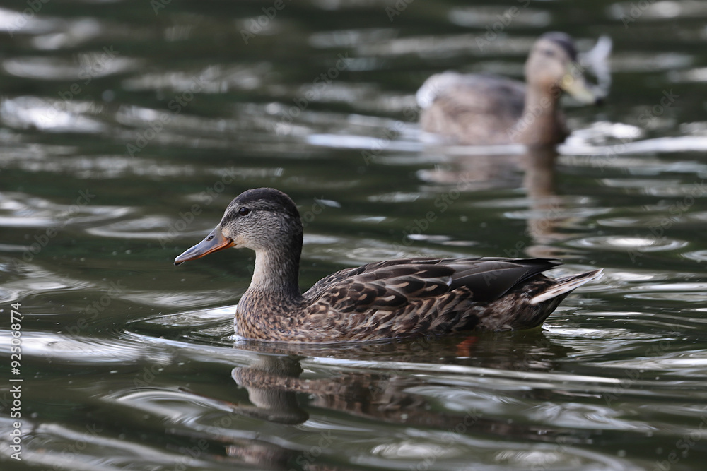 Wild ducks in a city pond Wild ducks in a city pond