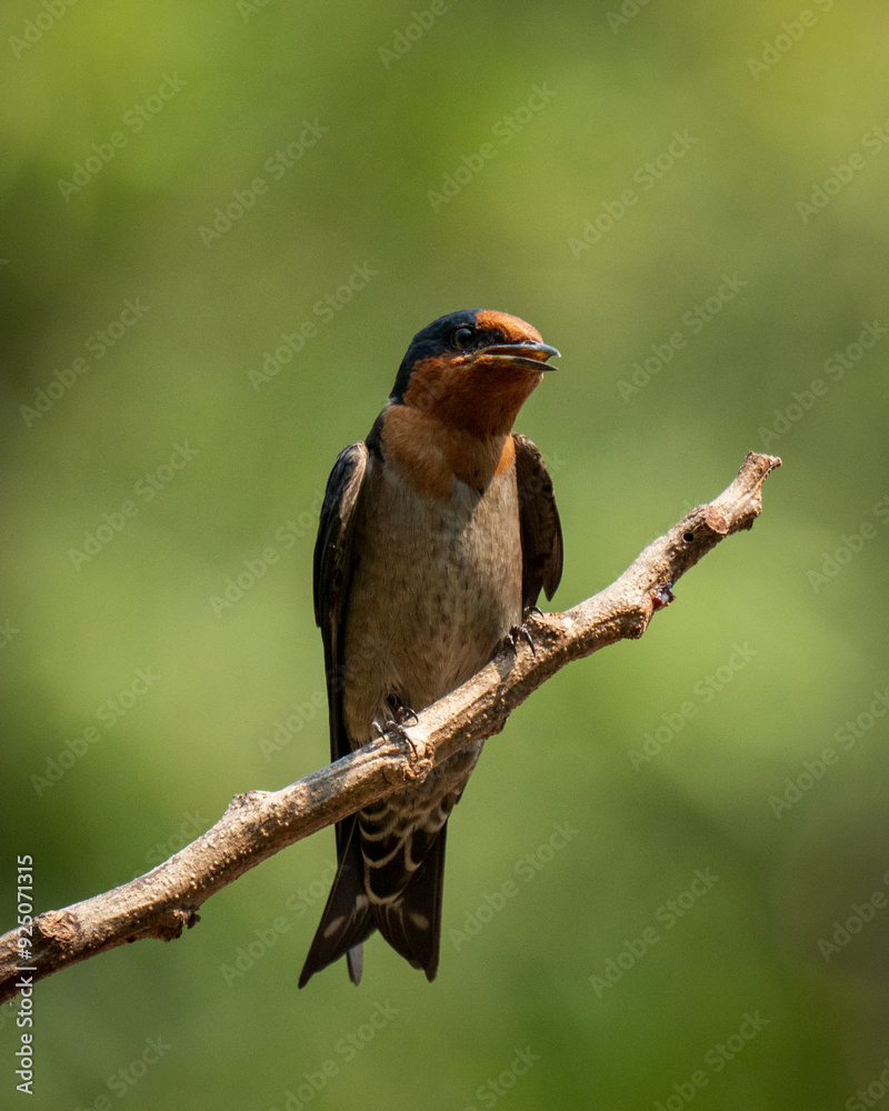 Fototapeta premium red backed shrike