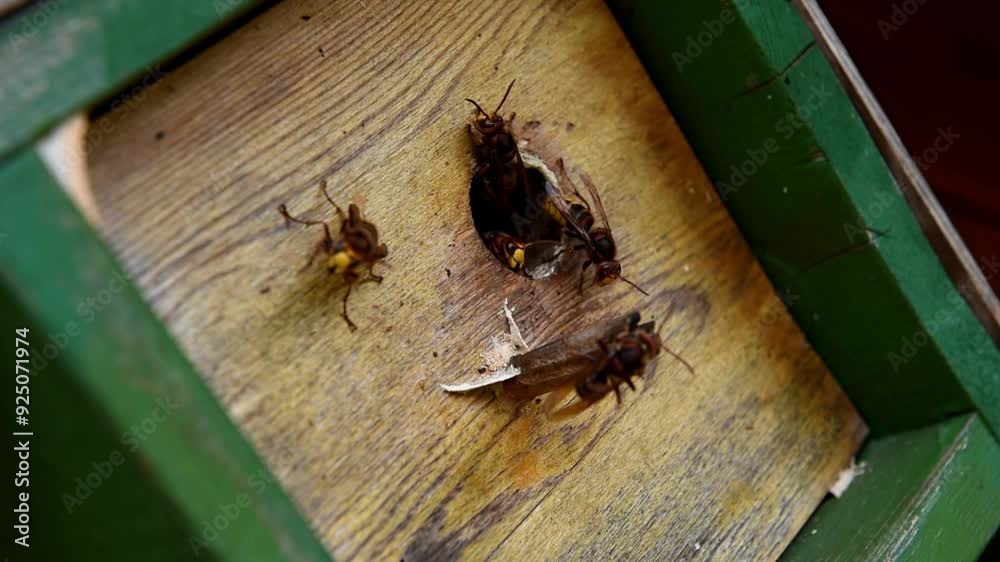 Hornissen fressen Honig am Meisenkasten Hornissen fressen Honig am Meisenkasten