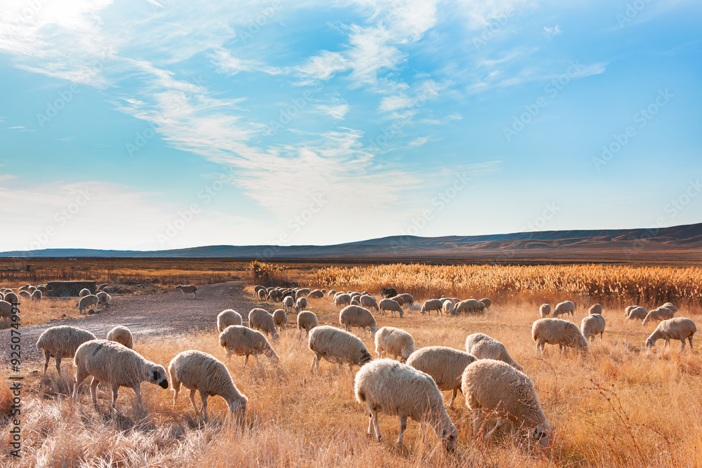 Fototapeta premium Herd of sheep grazing in a hill at Dramatic sunset sky 