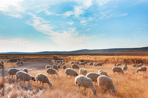 Herd of sheep grazing in a hill at Dramatic sunset sky 