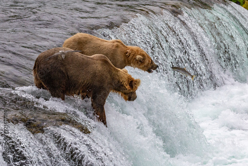 Katmai National Park - Bears and Salmon at Brooks Falls photo