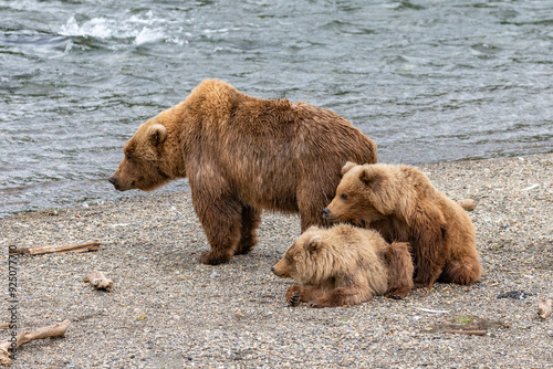 Katmai National Park - Bears and Salmon at Brooks Falls photo