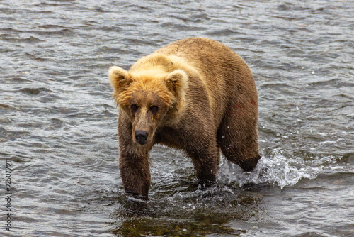 Katmai National Park - Bears and Salmon at Brooks Falls