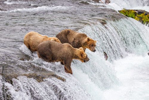 Katmai National Park - Bears and Salmon at Brooks Falls