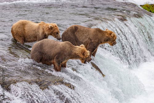 Katmai National Park - Bears and Salmon at Brooks Falls