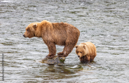 Katmai National Park - Bears and Salmon at Brooks Falls