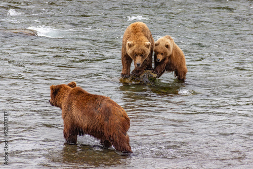 Katmai National Park - Bears and Salmon at Brooks Falls
