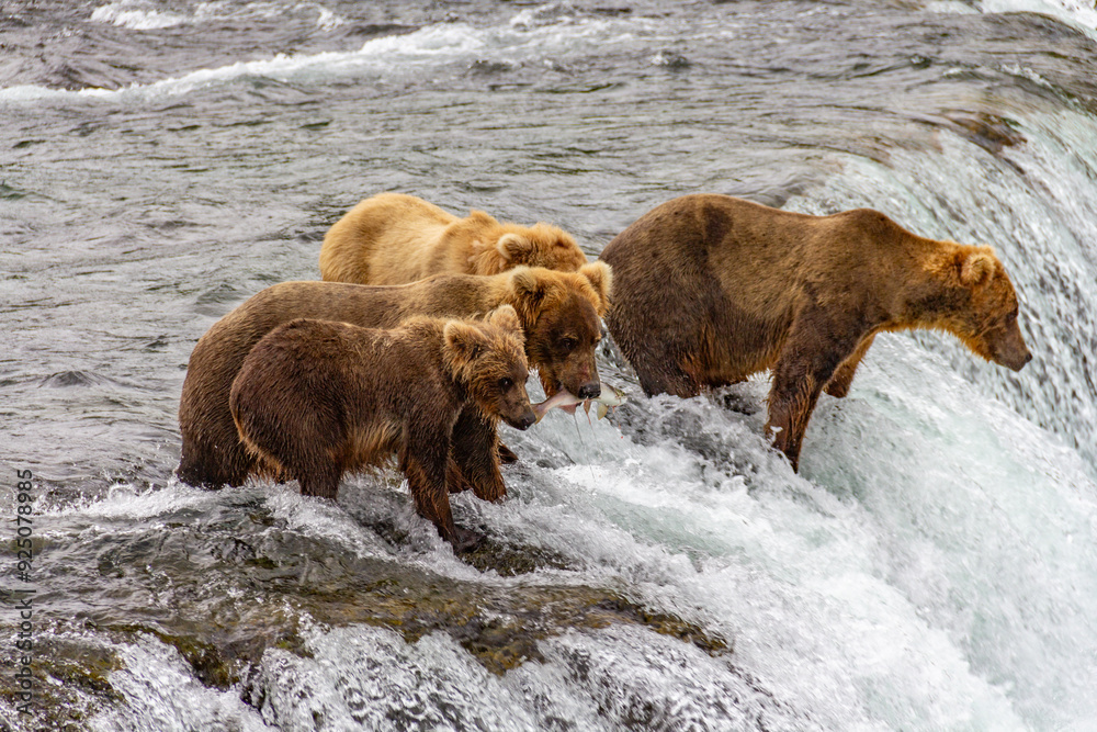 Katmai National Park - Bears and Salmon at Brooks Falls Katmai National Park - Bears and Salmon at Brooks Falls