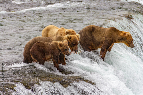 Katmai National Park - Bears and Salmon at Brooks Falls