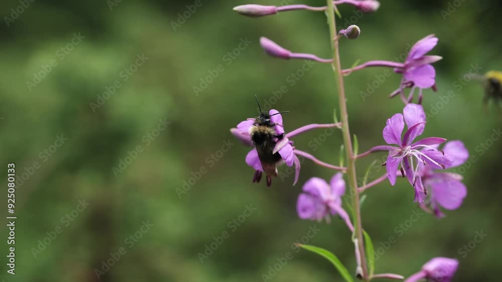 Chamaenerion. Bee collects nectar on great willowherb (Chamaenerion angustifolium) flowers. Summer nature. Close-up of beautiful violet pink blossoming fireweed flowers during the day. Chamaenerion. Bee collects nectar on great willowherb (Chamaenerion angustifolium) flowers. Summer nature. Close-up of beautiful violet pink blossoming fireweed flowers during the day.