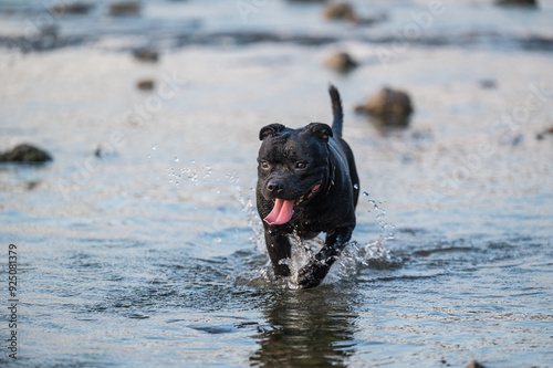 Staffordshire Bull Terrier