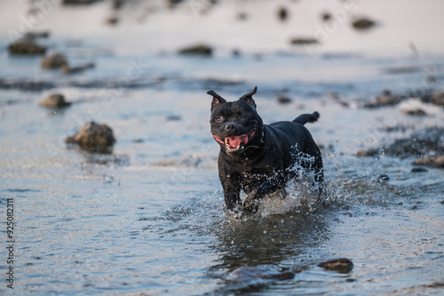 Staffordshire Bull Terrier