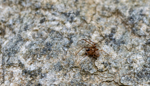 Brown spider on a rock surface