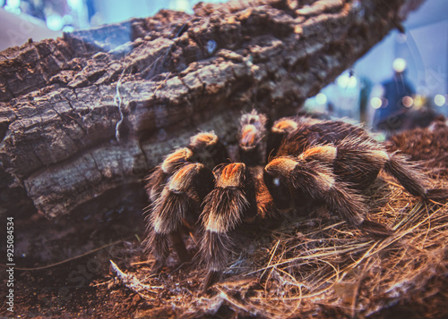 Tarantula w klatce photo