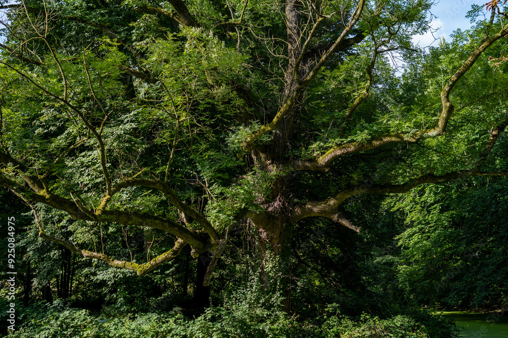 Very old tree in a green forest environment Very old tree in a green forest environment